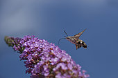 Olive Bee Hawk-moth (Macroglossum stellatarum) gathering nectar, Doller valley, Alsace, France