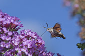 Olive Bee Hawk-moth (Macroglossum stellatarum) gathering nectar, Doller valley, Alsace, France