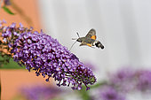 Olive Bee Hawk-moth (Macroglossum stellatarum) gathering nectar, Doller valley, Alsace, France