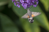 Olive Bee Hawk-moth (Macroglossum stellatarum) gathering nectar, Doller valley, Alsace, France