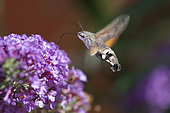 Olive Bee Hawk-moth (Macroglossum stellatarum) gathering nectar, Doller valley, Alsace, France