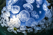 School of Common Jellyfish (Aurelia aurita) on the Yıldızkoy Bay Submarine Trail in the Marine Protected Area of Gokceada Island, Turkey