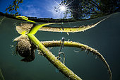 ponte l'agrion de Mercure (Coenagrion mercuriale) sur Nuphar lutea, Lez, Hérault, Montpellier, France