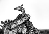 Giraffe (Giraffa camelopardalis) couple embracing, Kruger, South Africa