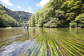 Fly fishermen on the French-Swiss Doubs river, La Goule, Franche-Comté, France