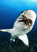 Caribbean reef shark (Carcharhinus perezi) eating a lionfish, Ggardens of the queen, Cuba