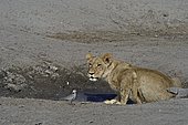Lion (Panthera leo) Lioness and dove at water point. Botswana