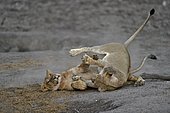 Lion (Panthera leo) Lioness playing after devouring prey, Chobe, Botswana.