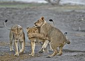 Lion (Panthera leo) Lioness playing after devouring prey, Chobe, Botswana.