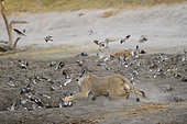 Lion (Panthera leo) Lioness chasing doves at water point. Botswana