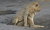 Lions (Panthera leo) mating , Chobe National Park. Botswana.