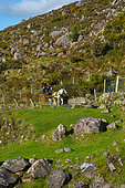 The Gap of Dunloe Trail, Killarney National Park, Killarney, Ring of Kerry, Iveragh Peninsula, County Kerry, Ireland, Europe