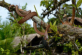 Siberut Black-headed cat snake (Boiga nigriceps brevicauda) eating a bird, Siberut