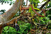 Siberut Black-headed cat snake (Boiga nigriceps brevicauda) eating a bird, Siberut