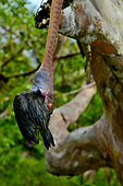 Siberut Black-headed cat snake (Boiga nigriceps brevicauda) eating a bird, Siberut