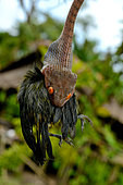 Siberut Black-headed cat snake (Boiga nigriceps brevicauda) eating a bird, Siberut
