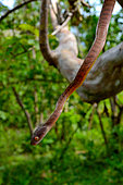 Portrait of Siberut Black-headed cat snake (Boiga nigriceps brevicauda) ssp endemic Siberut