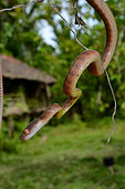 Portrait of Siberut Black-headed cat snake (Boiga nigriceps brevicauda) ssp endemic Siberut