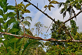 Siberut Black-headed cat snake (Boiga nigriceps brevicauda) ssp endemic Siberut