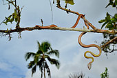 Siberut Black-headed cat snake (Boiga nigriceps brevicauda) ssp endemic Siberut