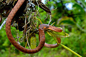 Siberut Black-headed cat snake (Boiga nigriceps brevicauda) ssp endemic Siberut