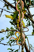 Siberut Black-headed cat snake (Boiga nigriceps brevicauda) ssp endemic Siberut