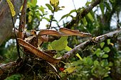 White-spotted cat snake (Boiga drapiezii) in a tree, Siberut, Mentawai, Indonesia. Controlled conditions
