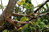 White-spotted cat snake (Boiga drapiezii) in a tree, Siberut, Mentawai, Indonesia. Controlled conditions