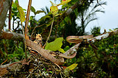 White-spotted cat snake (Boiga drapiezii) in a tree, Siberut, Mentawai, Indonesia. Controlled conditions