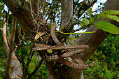 White-spotted cat snake (Boiga drapiezii) in a tree, Siberut, Mentawai, Indonesia. Controlled conditions