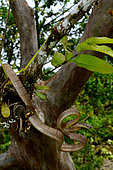 White-spotted cat snake (Boiga drapiezii) in a tree, Siberut, Mentawai, Indonesia. Controlled conditions