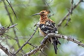 African Hoopoe (Upupa epops africana) on a branch, Kruger national park, South Africa