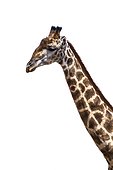 Portrait of Girafe (Giraffa camelopardalis) on white background, Kruger national park, South Africa