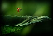 The common red soldier beetle (Rhagonycha fulva) descend of a sunflower leaf, Hungary