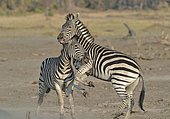 Plains Zebras (Equus burchelli) clash between two males. A dominant stallion protecting his harem against another male who seeks to impose. The fight is to bite the neck of the opponent, to kneel and make him lower his head in an attitude of submission. Usually the group has a male with 5-6 females of which is dominant, and their foals.
