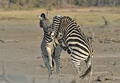 Plains Zebras (Equus burchelli) clash between two males. A dominant stallion protecting his harem against another male who seeks to impose. The fight is to bite the neck of the opponent, to kneel and make him lower his head in an attitude of submission. Usually the group has a male with 5-6 females of which is dominant, and their foals.