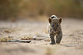 Arabian leopard (Panthera pardus nimr), cub, Saudi Arabia