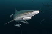 Requin bordé (Carcharhinus limbatus) - Site de Protea Banks, au large de la ville d'Umkomaas, Afrique du Sud