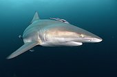 Requin bordé (Carcharhinus limbatus) - Site de Protea Banks, au large de la ville d'Umkomaas, Afrique du Sud
