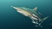 Requin bordé (Carcharhinus limbatus) avec Poisson pilote et Rémoras - Site de Protea Banks, au large de la ville d'Umkomaas, Afrique du Sud