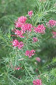 Juniper-leaf Grevillea (Grevillea juniperina) 'Canberra Gem' in bloom