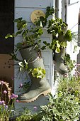 Boot used as a flowerpot, Hijacked object