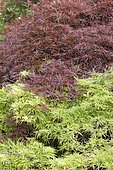 Japanese maple (Acer palmatum) 'Dissectum' foliage