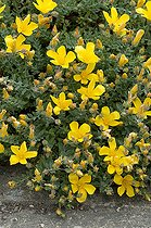St. John's Wort (Hypericum olympicum) 'Edith' in bloom