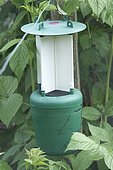 Reusable insect trap with pheromone capsule specific to raspberry beetle (Byturus tomentosus)