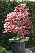 Bonsai, Japanese maple (Acer palmatum) 'Deshojo'