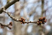 Cherry tree buds in march, Provence, France