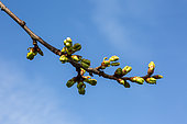 Cherry tree buds in early april, Provence, France