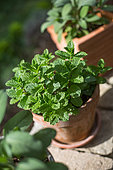 Mint in pot, Provence, France