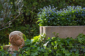 Clay angel and myosotis in planter, Provence, France